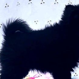 Schipperkes from Windward Schipperkes