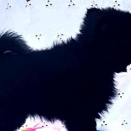 Schipperkes from Windward Schipperkes