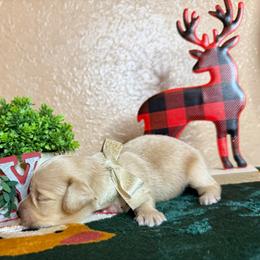 Cream girl - Cream female Dachshund puppy in Winter Haven, Florida from Davidson's Dachshunds