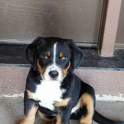 Greater Swiss Mountain Dog and Rottweiler Puppies from Cornerstone Kennels