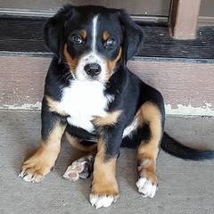 Greater Swiss Mountain Dog and Rottweiler Puppies from Cornerstone Kennels