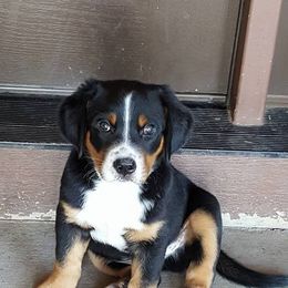 Greater Swiss Mountain Dog and Rottweiler Puppies from Cornerstone Kennels