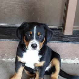 Greater Swiss Mountain Dog and Rottweiler Puppies from Cornerstone Kennels