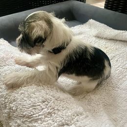 Blue Collar Boy - Parti male Miniature Schnauzer puppy in Flintstone, Georgia from Lovey Mini Schnauzers