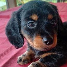 Dachshunds from Dachshund Kings and Queens