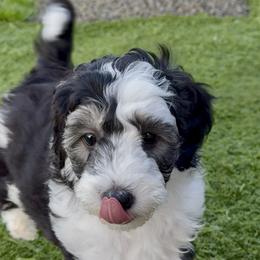 Yaquina - Black and white female Sheepadoodle puppy in Roseburg, Oregon from Sharon’s Sheepadoodle’s
