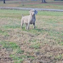 Weimaraner Puppies from So-IN Weimaraner's