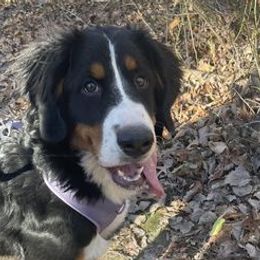 Bernese Mountain Dogs from White Birch Bernese