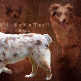 Tango - Australian Shepherd