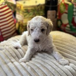 Bernedoodle and Double Doodle Puppies from ETX Dandy Doodle