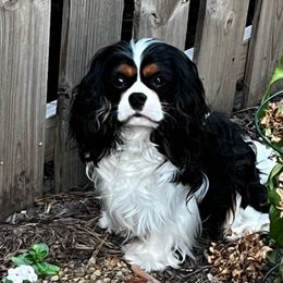 Palmer - Cavalier King Charles Spaniel