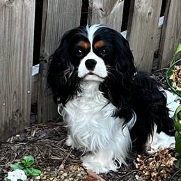 Palmer - Cavalier King Charles Spaniel