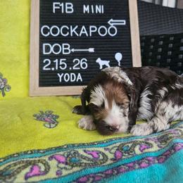Yoda - Merle male Cockapoo puppy in Fort White, Florida from Jade