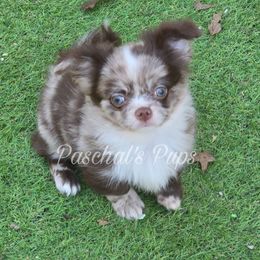Ghost - Merle male Chihuahua puppy in Bowdon, Georgia from Paschal's Pups