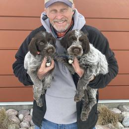 Wirehaired Pointing Griffon Puppies from VC Studs / Sugar Pine Griffon Puppies