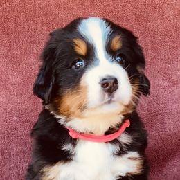 Pink Collar Female - Black rust and white female Bernese Mountain Dog puppy in Bristol, Tennessee from Holston Hollow Farm