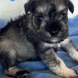 Cockapoo and Miniature Schnauzer Puppies from Maple’s Cockapoo's and Libby's Schnauzer Puppies