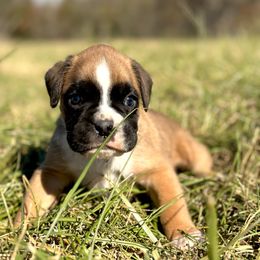 Boxer Puppies from Rocky Bottom Boxers