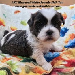 Blue and White Female 1 - Blue and white female Shih Tzu puppy in Oakville, Washington from Garrard Creek Shih Tzus
