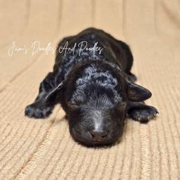 Yale - Black male Poodle puppy in Cleveland, Georgia from Jam's Doodles And Poodles