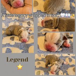 Legend - Lilac male Boston Terrier puppy in Carriere, Mississippi from Nine Acre Boston's