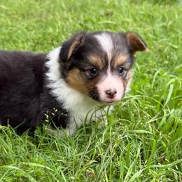 FULL FLUFF TC - Black and tan female Pembroke Welsh Corgi puppy in Nashville, Arkansas from Whisenhunt Farms