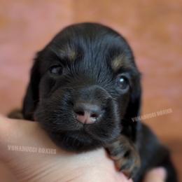Willie Nelson - Black and tan male Dachshund puppy in Chandler, Arizona from Vonaducci Doxies, LLC.
