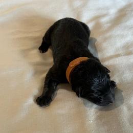 Boy 5-brown - Black and tan male German Shepherd puppy in Sharon Grove, Kentucky from Julie’s Shepherds
