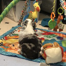 Miniature American Shepherd Puppies from Stones River Mini American Shepherds
