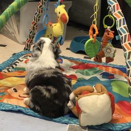 Miniature American Shepherd Puppies from Stones River Mini American Shepherds