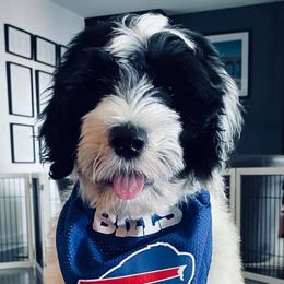 Portuguese Water Dog Puppies from Blue Marina Portuguese Water Dogs