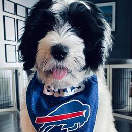 Portuguese Water Dog Puppies from Blue Marina Portuguese Water Dogs