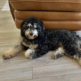 Pookie - Aussiedoodle