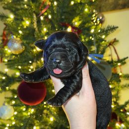 Prancer - Black male Labrador Retriever puppy in Lenoir, North Carolina from Wooten Retrievers