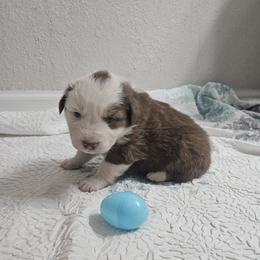 Girl 4 - female Australian Shepherd puppy in Wauneta, Nebraska from 4H Aussies