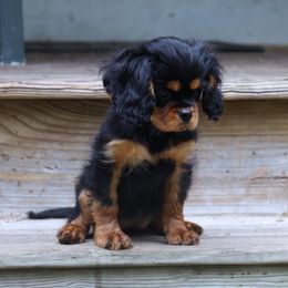 Boston Terrier, Cavalier King Charles Spaniel, French Bulldog, and Golden Retriever Puppies from Promise Land