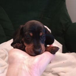 Boy Grey Collar (Brutus) Ready JULY 14th - Black and tan male Dachshund puppy in Middle Granville, New York from Lee Doxies