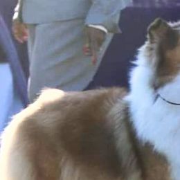 Collies from Stoneypoint Collies