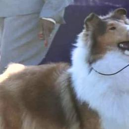 Collies from Stoneypoint Collies