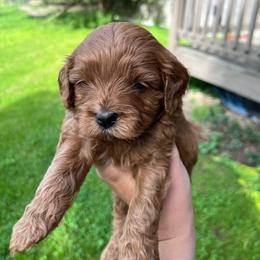 Pumpkin - Red male Cavapoo puppy in Bloomfield, New York from Campbell Cavapoos