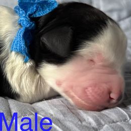 Blue Male - Black and white male Sheepadoodle puppy in Hilton, New York from Finger Lakes Doodles