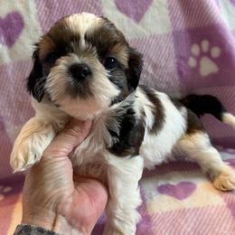 Fortune Crest -AKC Champion Bloodline - Gold and white male Shih Tzu puppy in Long Beach, California from Prieto Shih-Tzu's