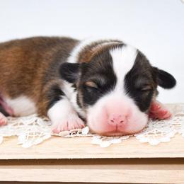 Wemby - Sable male Pembroke Welsh Corgi puppy in San Antonio, Texas from Moxxi's Legacy Corgis