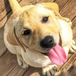 Labradoodles and Labrador Retrievers from WolfSong Kennels