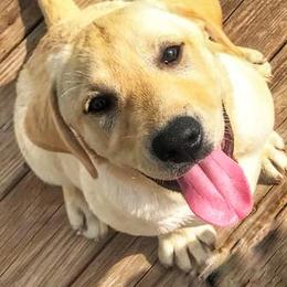 Labradoodles and Labrador Retrievers from WolfSong Kennels