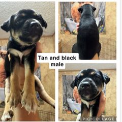 Mountain Feist Puppies from Campbell’s Feist