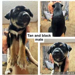 Mountain Feist Puppies from Campbell’s Feist