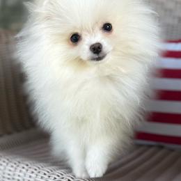 Halo - Pomeranian