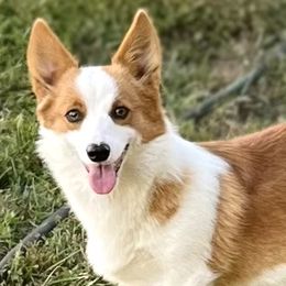 Pembroke Welsh Corgis, Poodles, and Toy Australian Shepherds from Sweet Peach Puppies