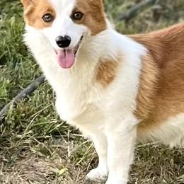 Pembroke Welsh Corgis, Poodles, and Toy Australian Shepherds from Sweet Peach Puppies